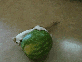 cat watermelon GIF