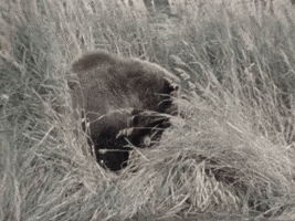 Brown Bear Having A Snack GIF by US National Archives