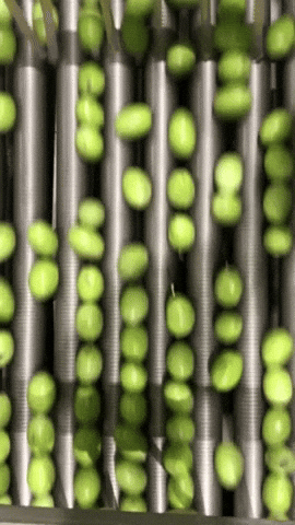 Stergioudis Olives GIF