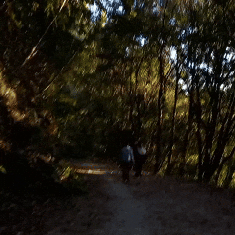 Jungle Forest Dark Scary Hiking Fun Walk Night Dikshya GIF