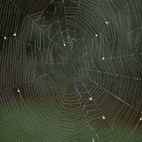 Spider Web Orange GIF by Natural History Museums of Los Angeles County