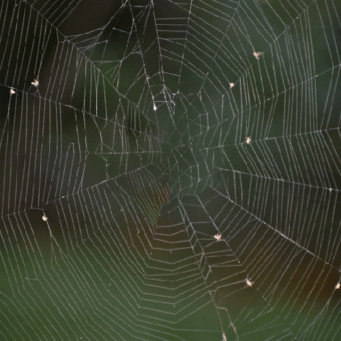 Spider Web Orange GIF by Natural History Museums of Los Angeles County