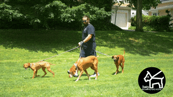 danspetcare dog dogs dog walking dog walker GIF