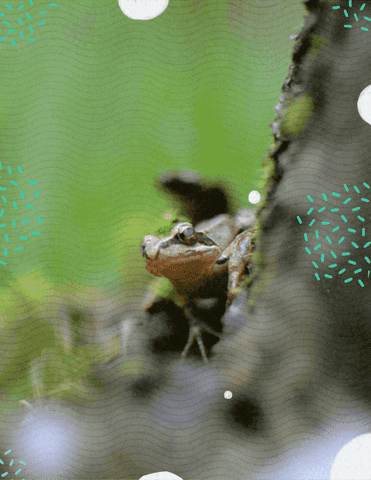 Frog Laser GIF by Black Math