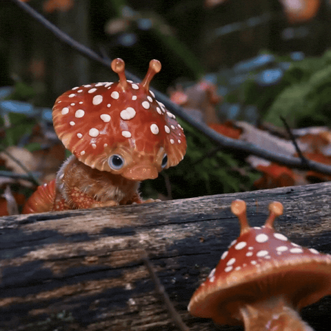 Argue Fly Agaric GIF