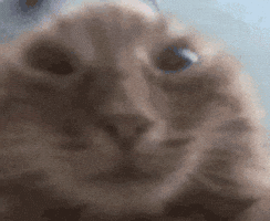 Cat GIF