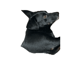 Malamarianne Sticker by dariadaria