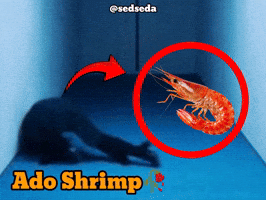 Shrimp Ado GIF
