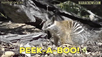 Biara Chews GIF