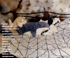 Unuasha GIF