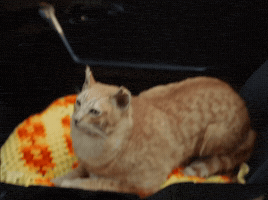Cat Video GIF by Peach Pit