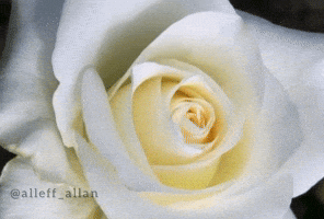Flower Rose GIF