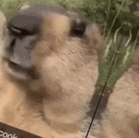 Marmot Hol Up GIF