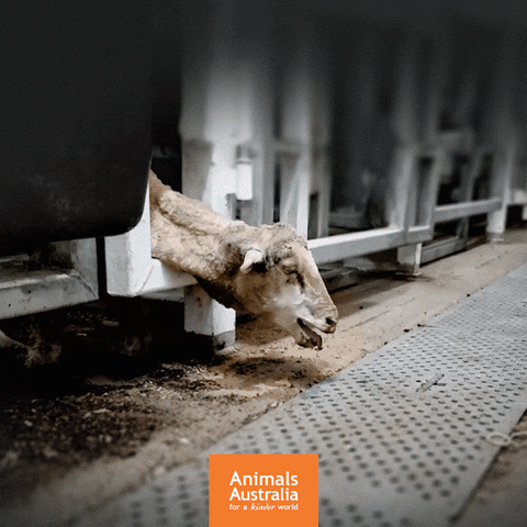 Live Export GIF