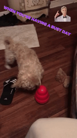 Dog GIF by Claudia Petrilli Health Coaching
