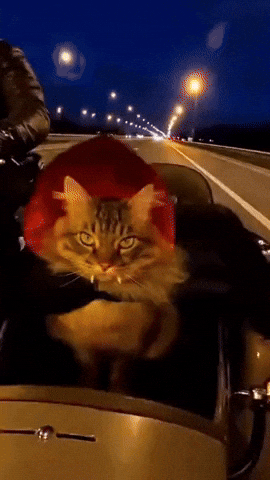 Cat M GIF