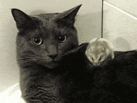 Cat Is Playing With Mouse Gifs Get The Best Gif On Giphy