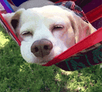 Dog Reaction GIF Dog Reaction GIF