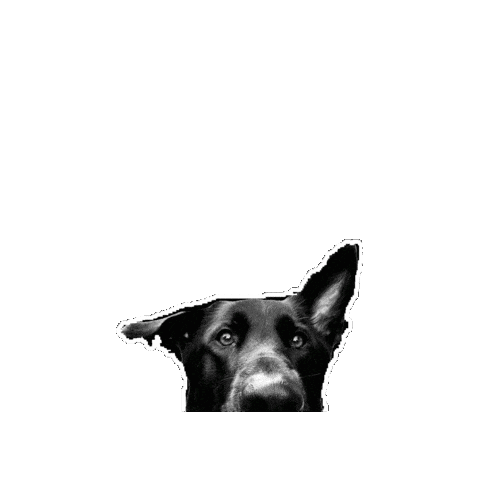 Dog Sticker