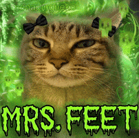 Cat Feet GIF