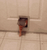 fat cat GIF