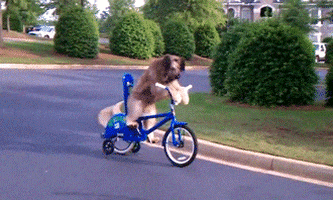 Dog Moving GIF by Digg