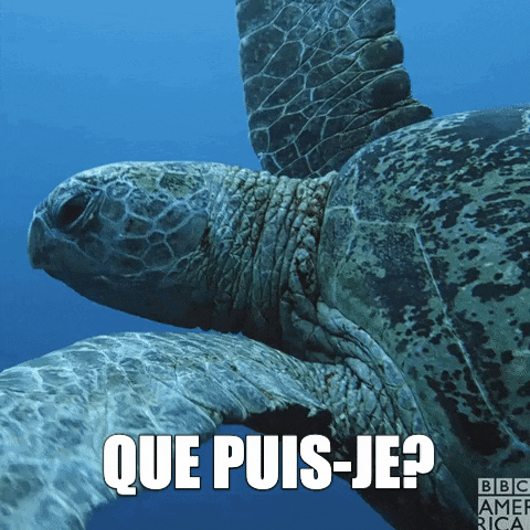 Tortue GIF