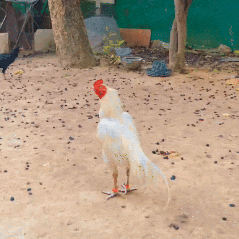 Morning Bird GIF