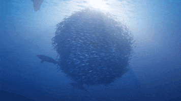 ocean shark GIF by Beyond Blue