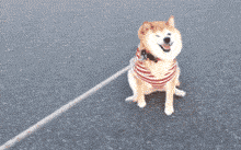 Dog Reaction GIF by Tikivideo