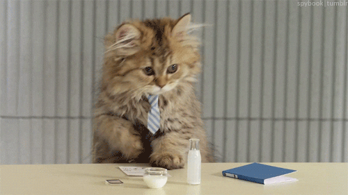   cat office business cute cat GIF