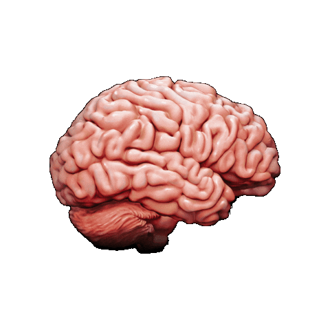 Brain Chiliad Sticker