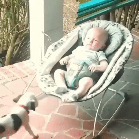 puppy and baby gif