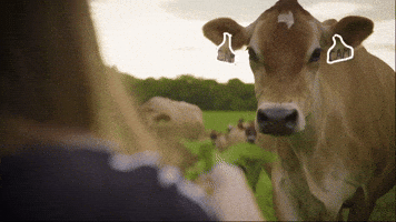 Big Machine Cow GIF by Avenue Beat