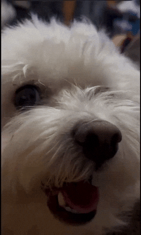 Who Is He Obi Wan GIF