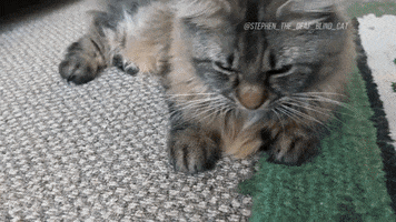 Football Cats GIF by Hallmark Channel