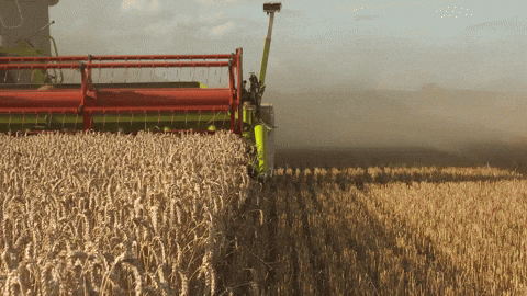 Image result for make gifs motion images of rolling corn fields