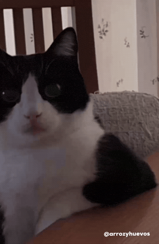 Serious Cat Seriously GIF