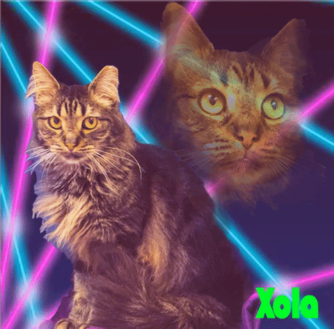 Cat 80S GIF by Heartland Animal Shelter