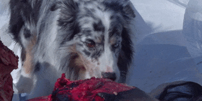 200.gif?cid=fc005b08ea0f84d555a12672cca596270c13da1e89d4c088&rid=200.gif&ct=g