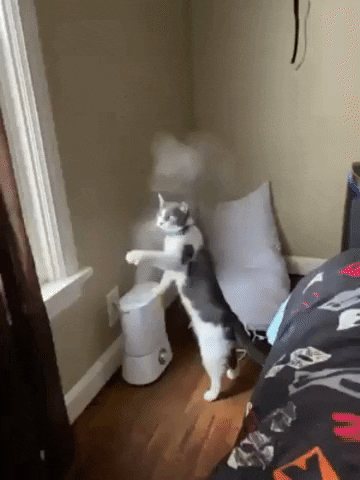 Cat Playing GIF by JustViral.Net