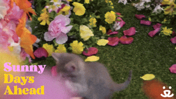 Sunny Days Flower GIF by Best Friends Animal Society