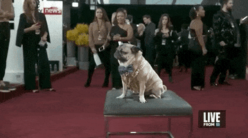 Red Carpet GIF by E!