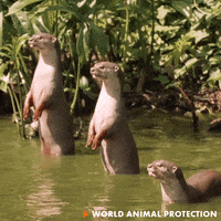 Standing Lets Go GIF by World Animal Protection