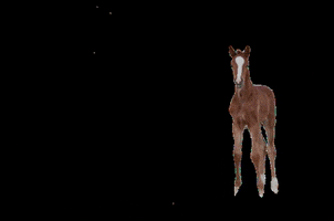 Voglgut horse riding pferd dressage GIF