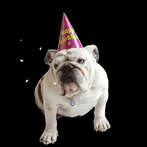 DrakeUGriff dog birthday happy birthday university GIF