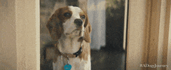 universal pictures smile GIF by A Dog's Journey