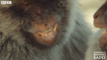 Laugh Smile GIF by BBC Earth