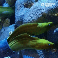Moray Eel Thats Amore GIF by Monterey Bay Aquarium