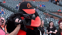 Oriole-bird GIFs - Get the best GIF on GIPHY